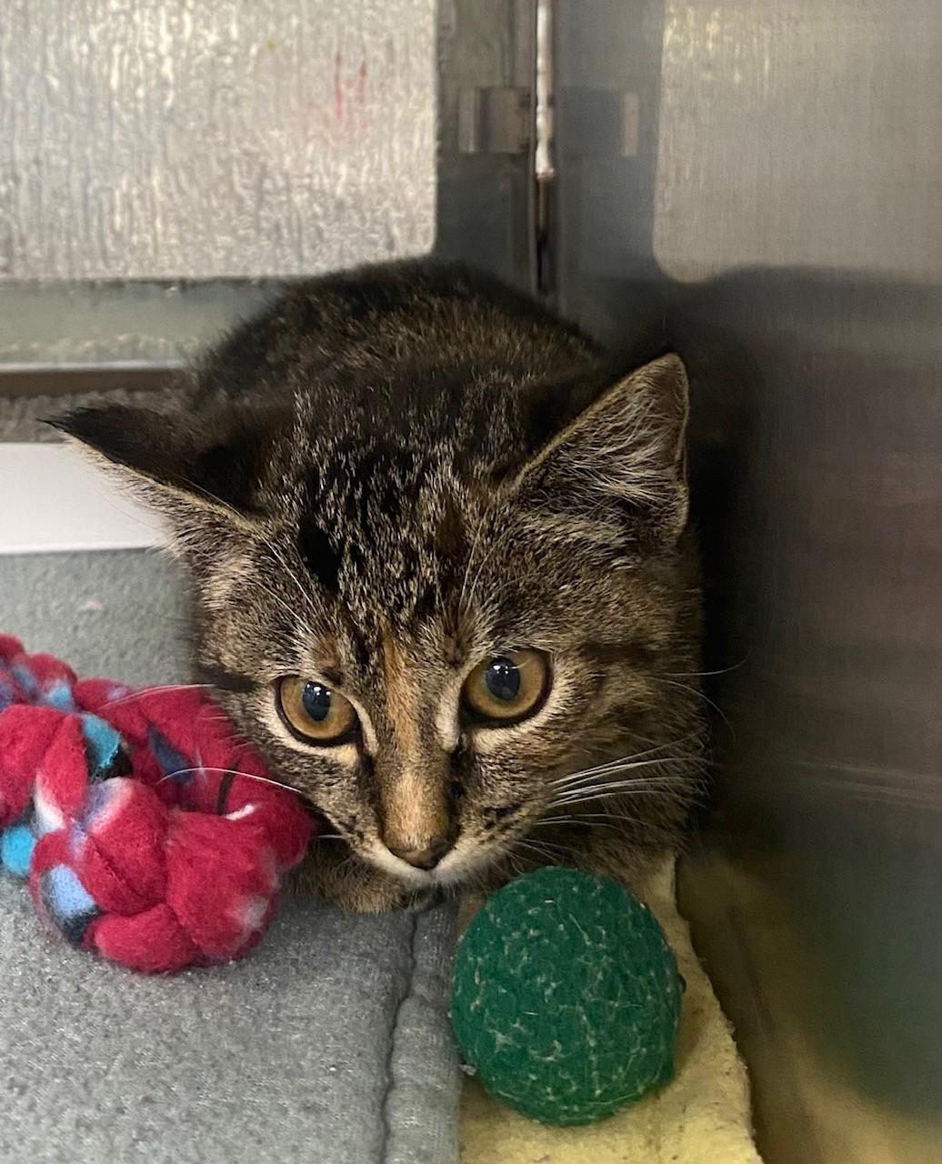 Enlarge Tabitha A217500, an adopted Domestic Short Hair in Plano, TX image 2/2