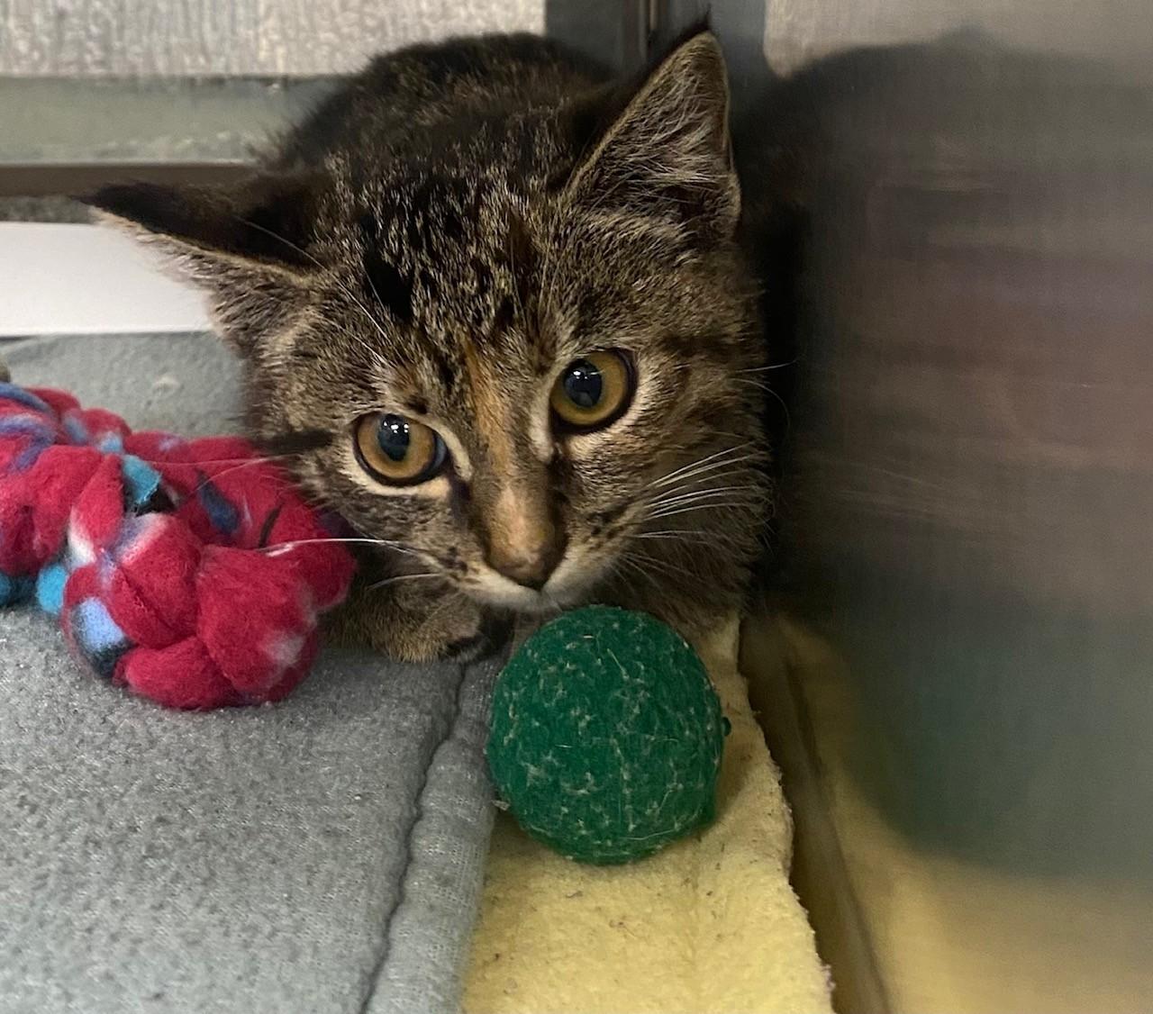 Tabitha A217500, adopted, Kitten Female Domestic Short Hair.