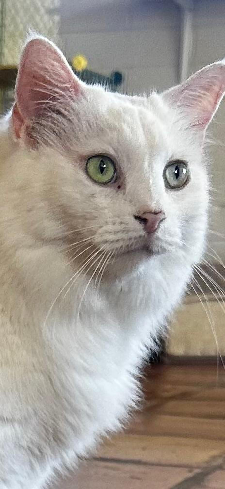 Enlarge Short Tail (ST), a ADOPTABLE Domestic Long Hair in Scottsdale, AZ image 5/5