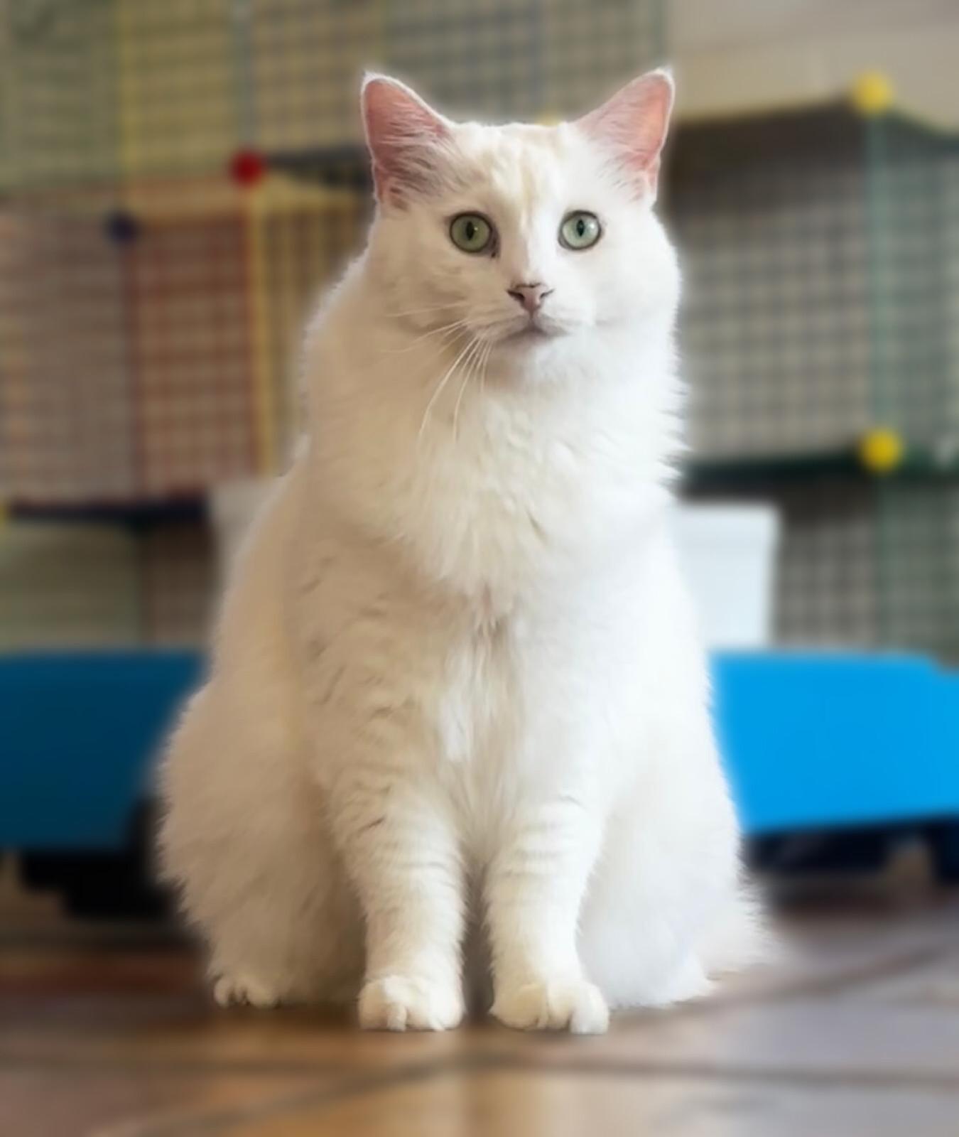 Enlarge Short Tail (ST), a ADOPTABLE Domestic Long Hair in Scottsdale, AZ image 1/5