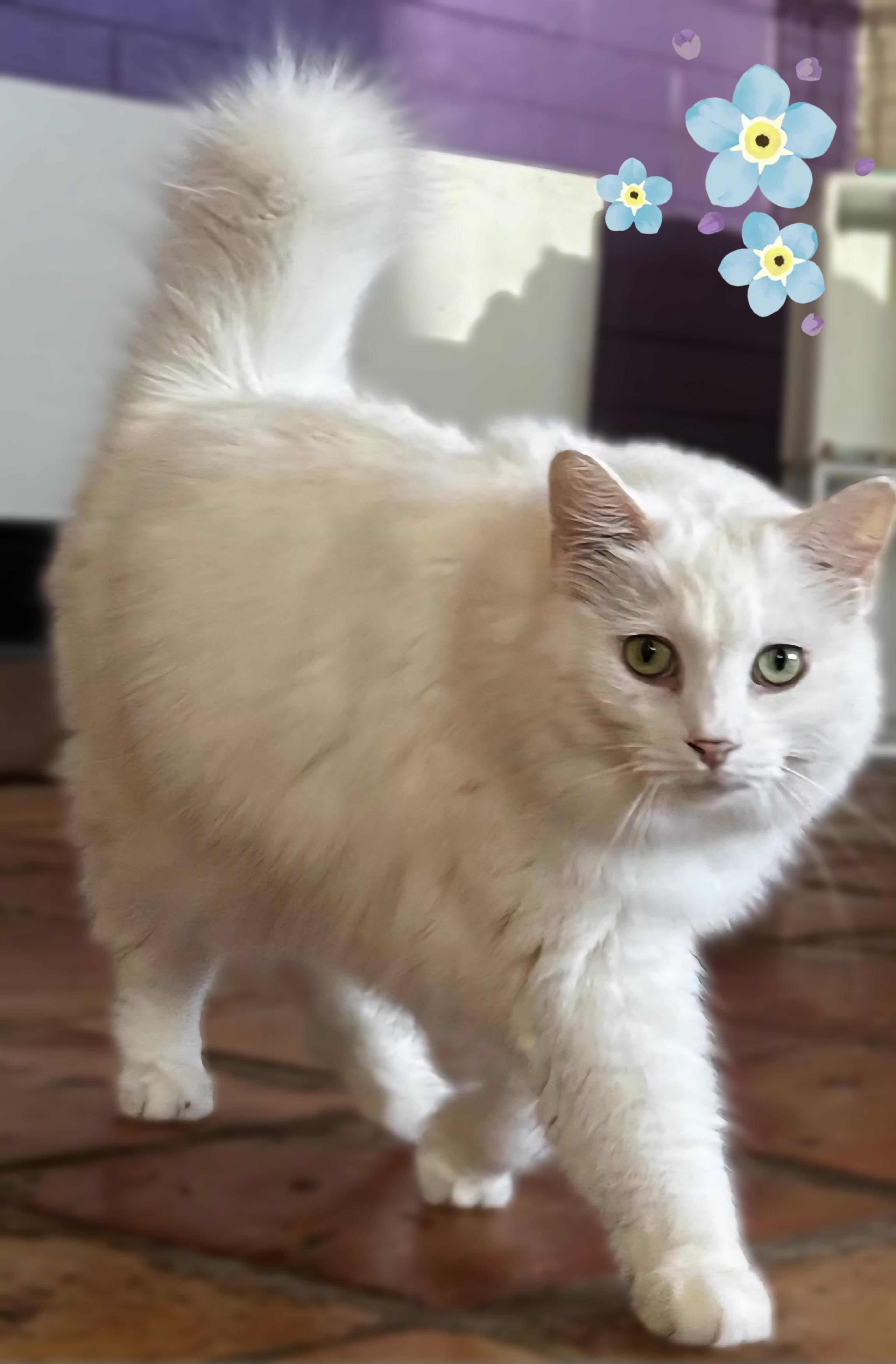 Enlarge Short Tail (ST), a ADOPTABLE Domestic Long Hair in Scottsdale, AZ image 4/5