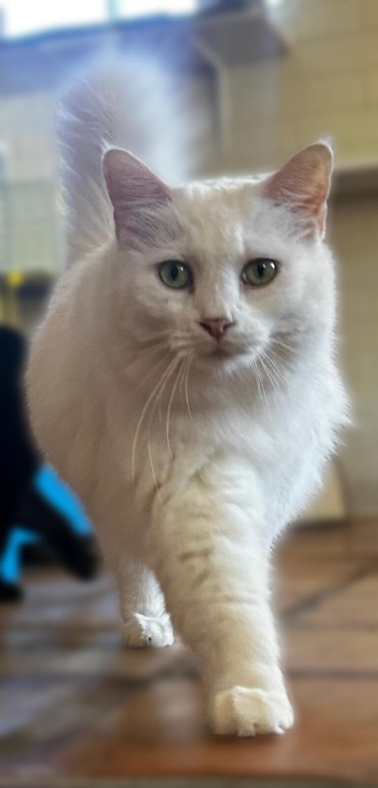Enlarge Short Tail (ST), a ADOPTABLE Domestic Long Hair in Scottsdale, AZ image 3/5
