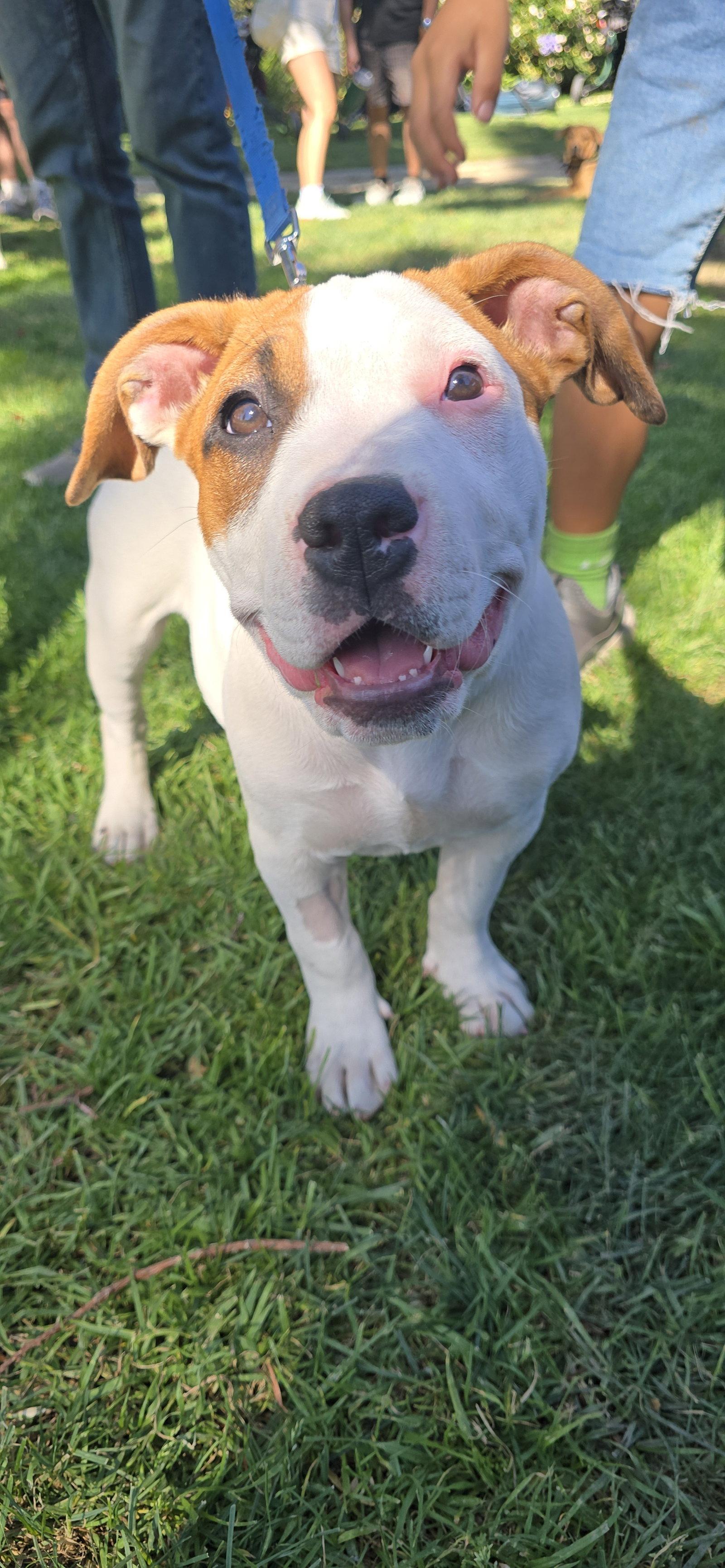 Star, Adoptable, Young Female Pit Bull Terrier.