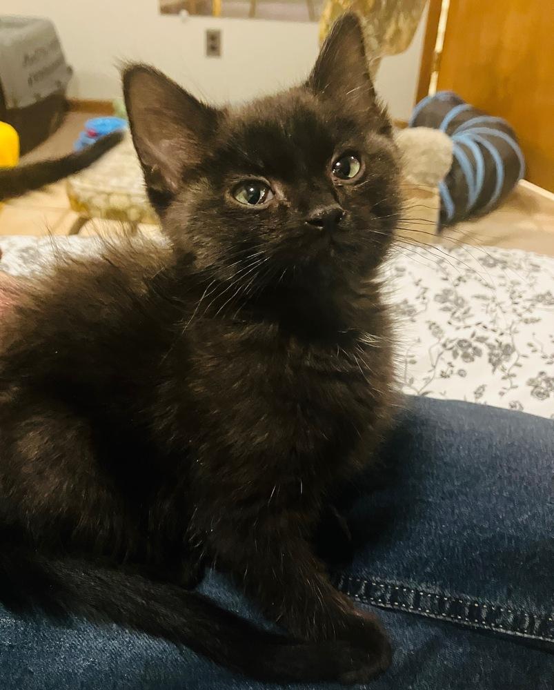 Enlarge Fudge , a ADOPTABLE Domestic Short Hair in China Township, MI image 4/4