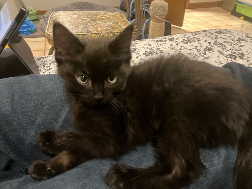 Enlarge Fudge , a ADOPTABLE Domestic Short Hair in China Township, MI image 3/4