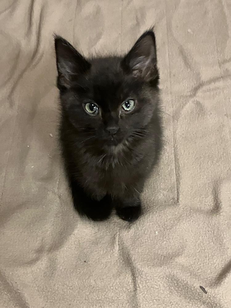 Fudge , ADOPTABLE, Kitten Female Domestic Short Hair.