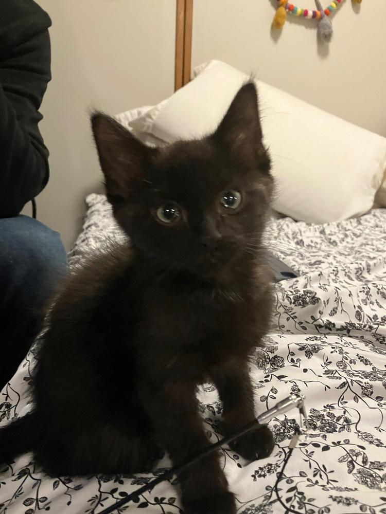 Enlarge Fudge , a ADOPTABLE Domestic Short Hair in China Township, MI image 2/4