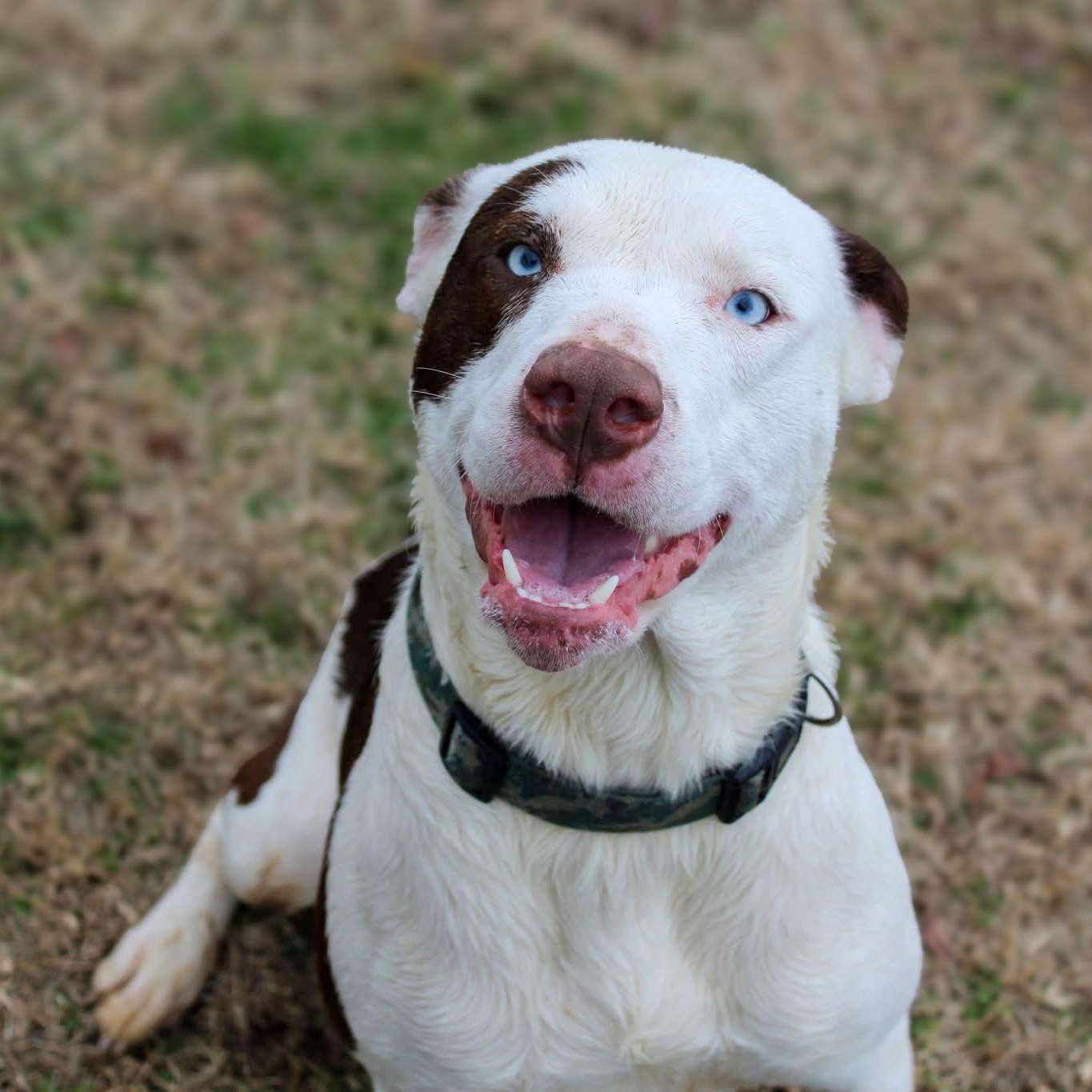 Petey - Sponsored Adoption photo 2