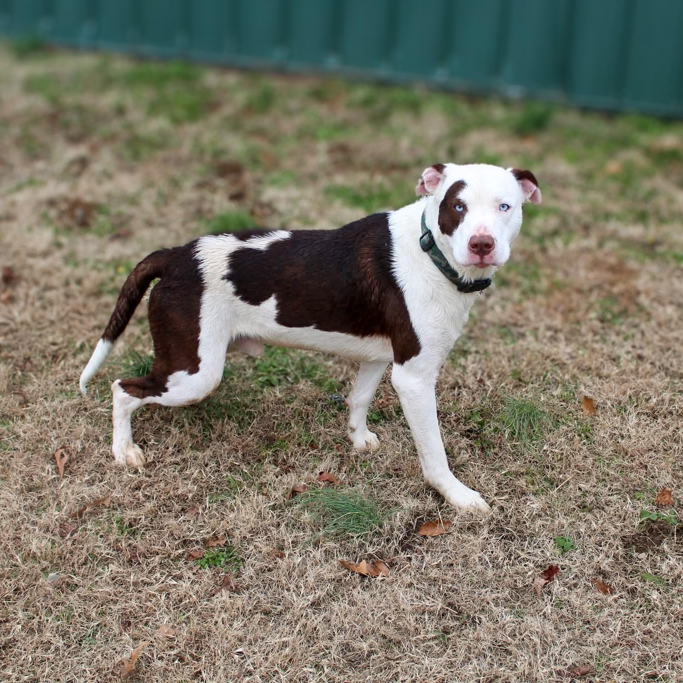 Petey - Sponsored Adoption, Young Male Pit Bull Terrier