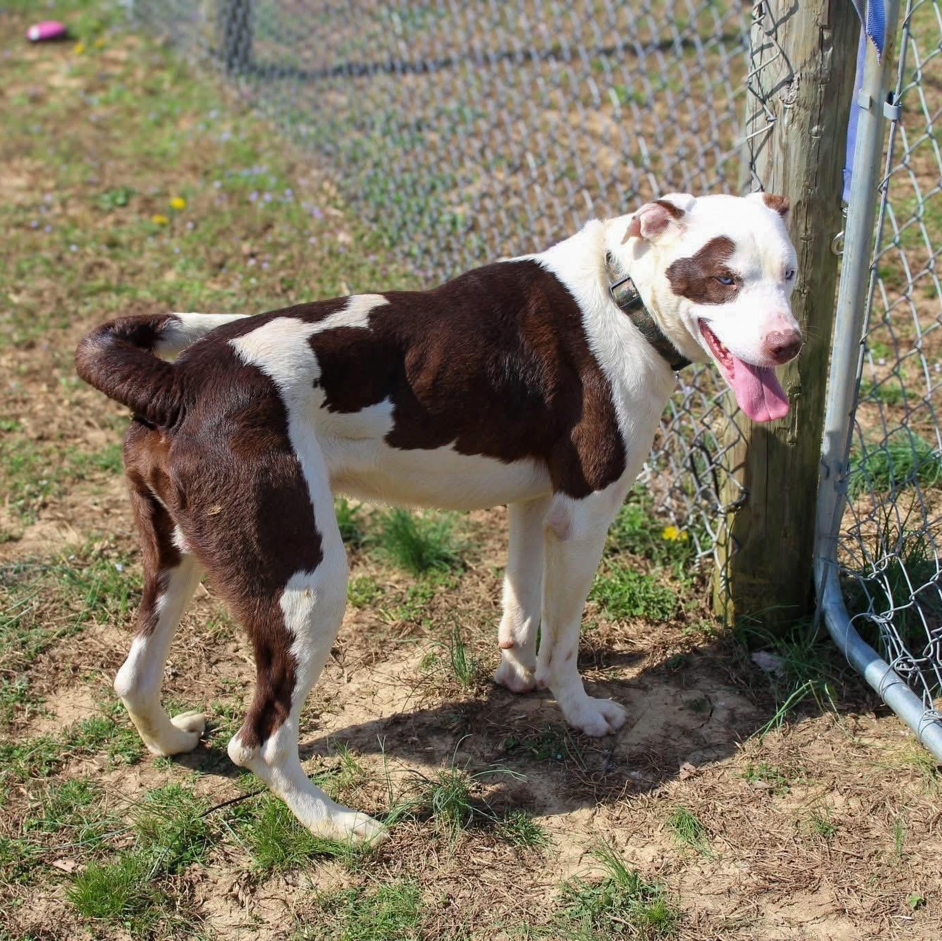 Petey - Sponsored Adoption photo 3