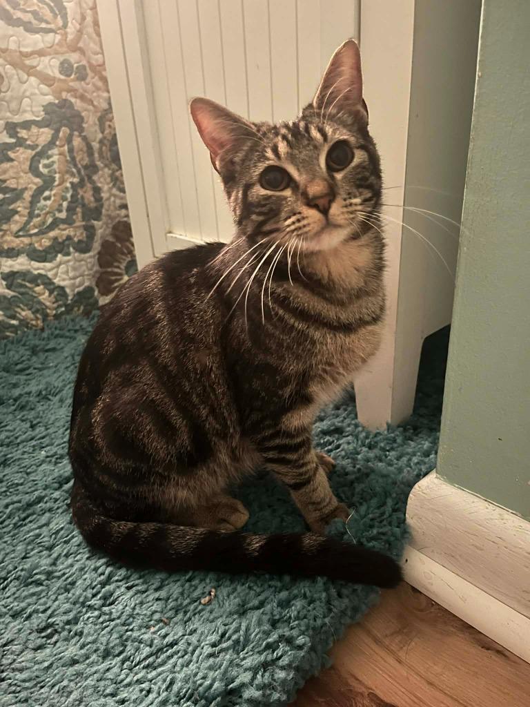 Ella Bella, Adoptable, Kitten Female Tabby.