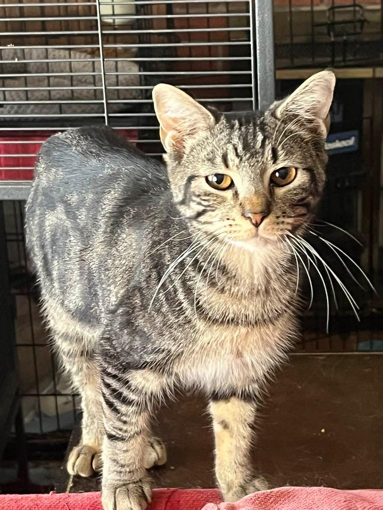 Ella Bella, Adoptable, Young Female Tabby.