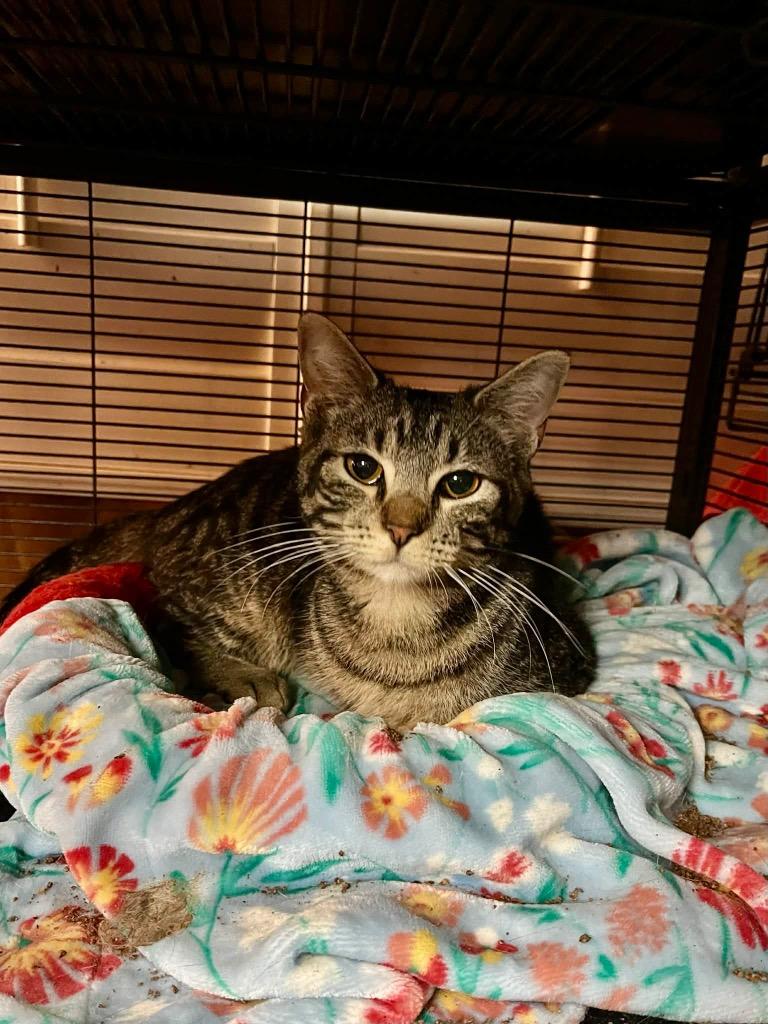 Ella Bella, a Adoptable Tabby in Gorham, ME image 4/4