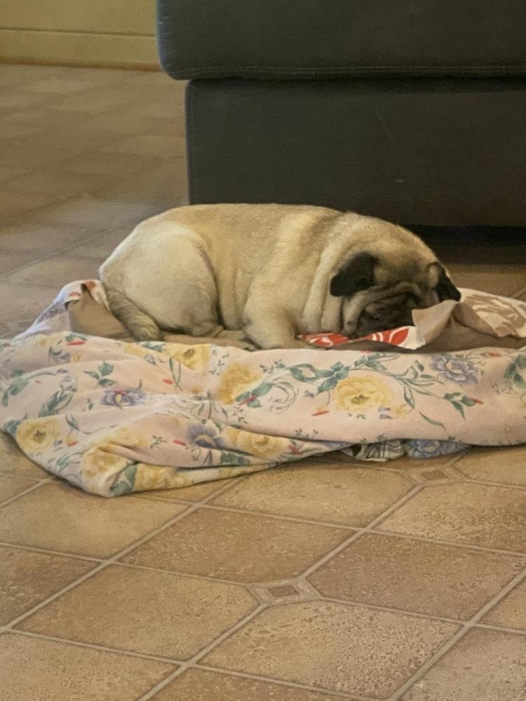 Annie, Adoptable, Senior Female Pug.