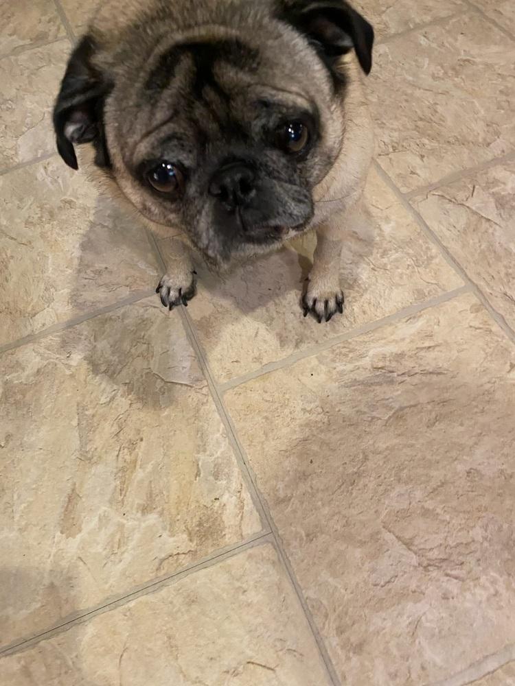 Enlarge Annie, a Adoptable Pug in Chattanooga, TN image 2/3