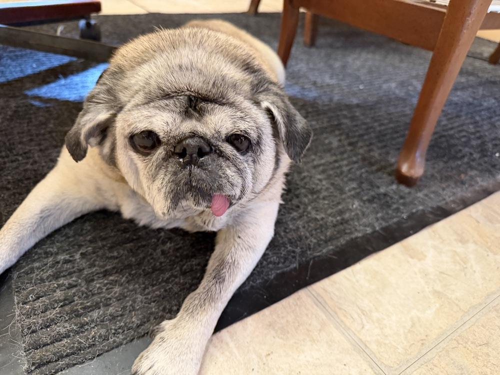 Enlarge Annie, a Adoptable Pug in Chattanooga, TN image 3/3