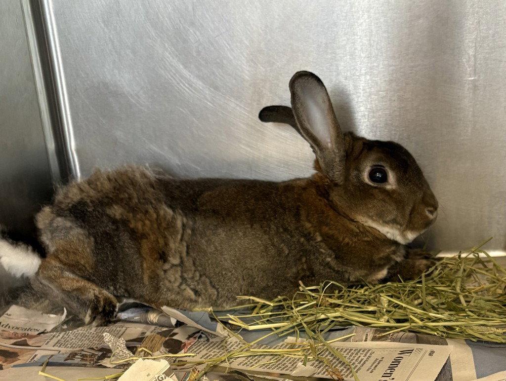 Enlarge CA 140 Remi, a Adoptable Bunny Rabbit in Glen Allen, VA image 1/1
