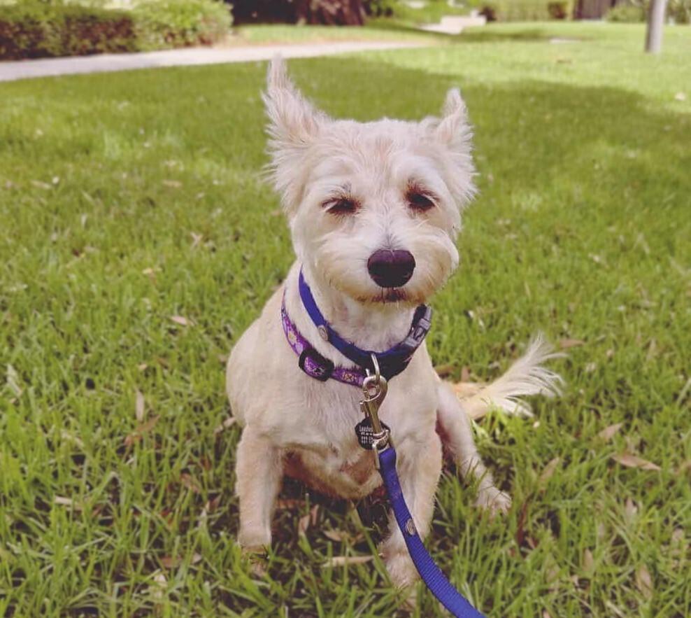 Maize May, Adoptable, Senior Female West Highland White Terrier / Westie.
