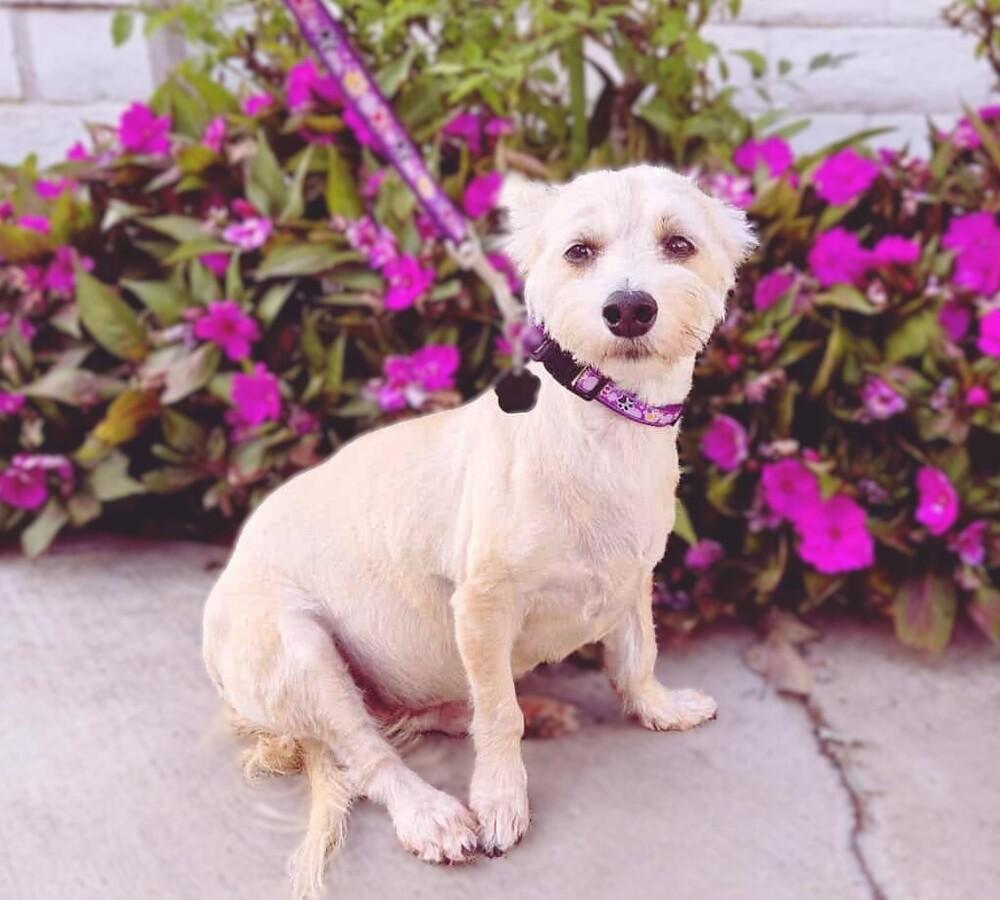 Enlarge Maize May, a Adoptable mixed breed in Mission Viejo, CA image 2/3