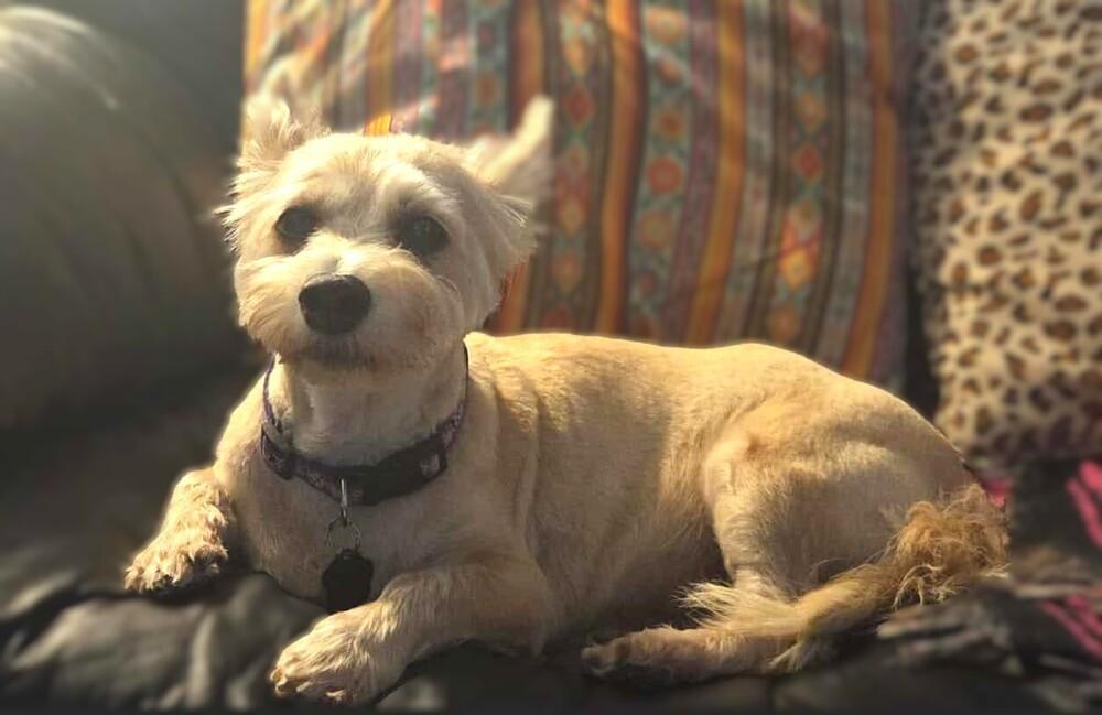 Maize May, Adoptable, Senior Female West Highland White Terrier / Westie.