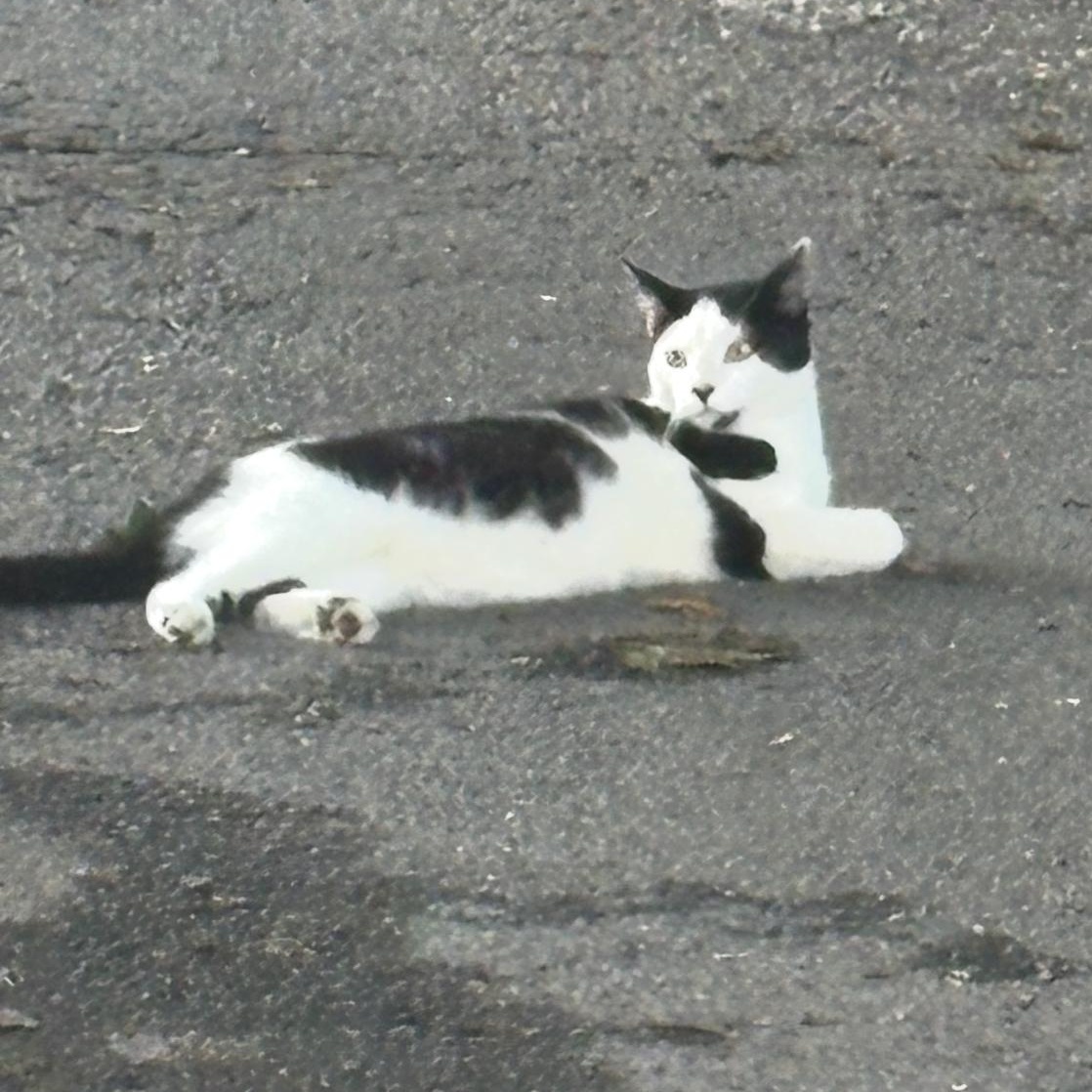 Enlarge Snowball, a Adoptable Domestic Short Hair in Limekiln, PA image 1/1