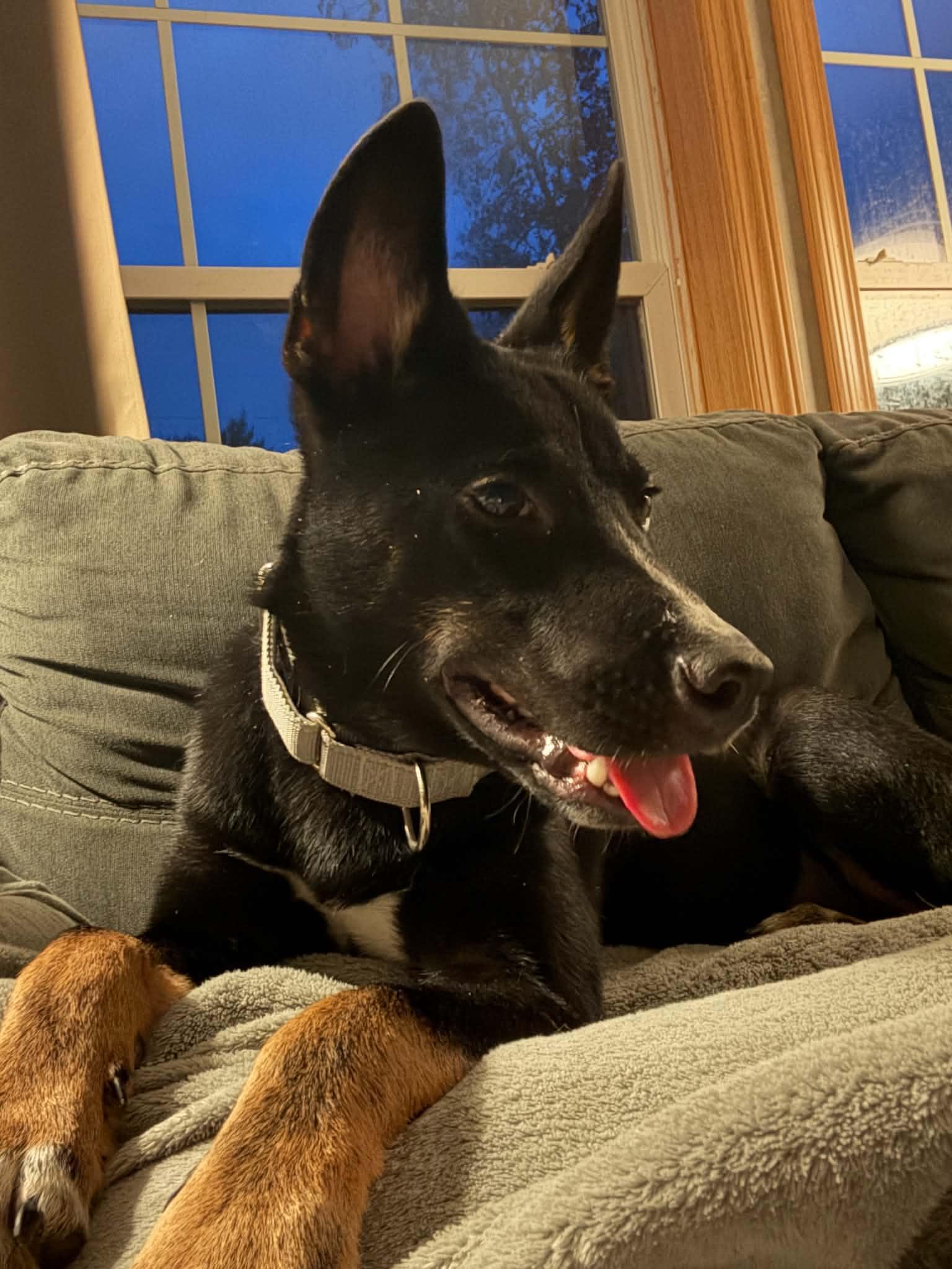Enlarge Athena, a Adoptable mixed breed in Brunswick, ME image 2/4