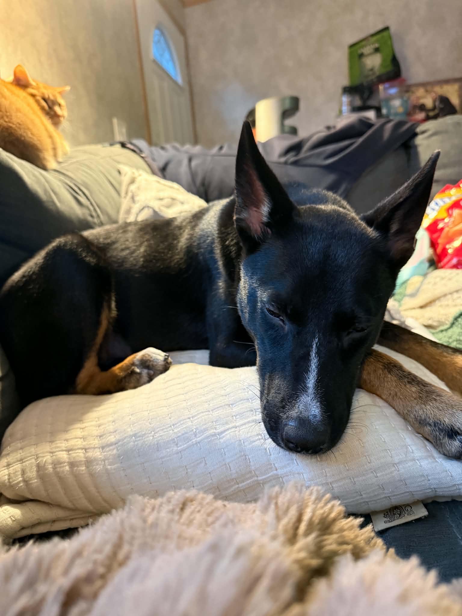 Enlarge Athena, a Adoptable mixed breed in Brunswick, ME image 1/4