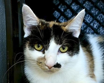 Bookie, Adoptable, Young Female Domestic Short Hair.