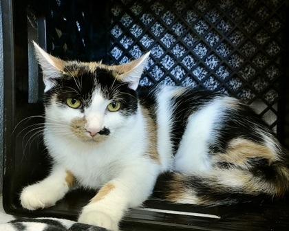 Enlarge Bookie, a Adoptable Domestic Short Hair in West Seneca, NY image 2/2