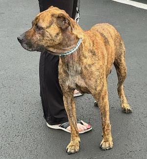 Bailey, a Adoptable mixed breed in Mount Laurel, NJ image 3/3