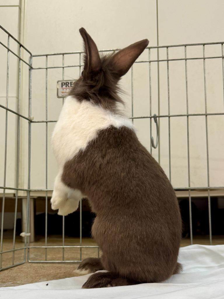 Delia, Adoptable, Young Female American.