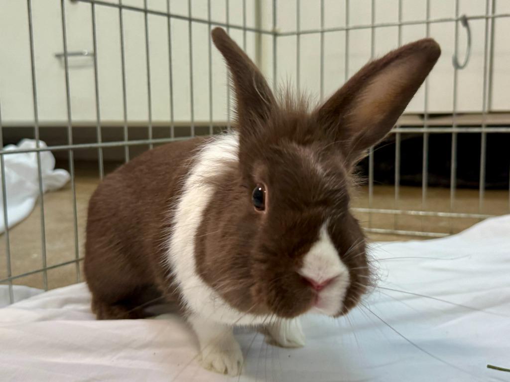 Delia, a Adoptable American in Pflugerville, TX image 2/6