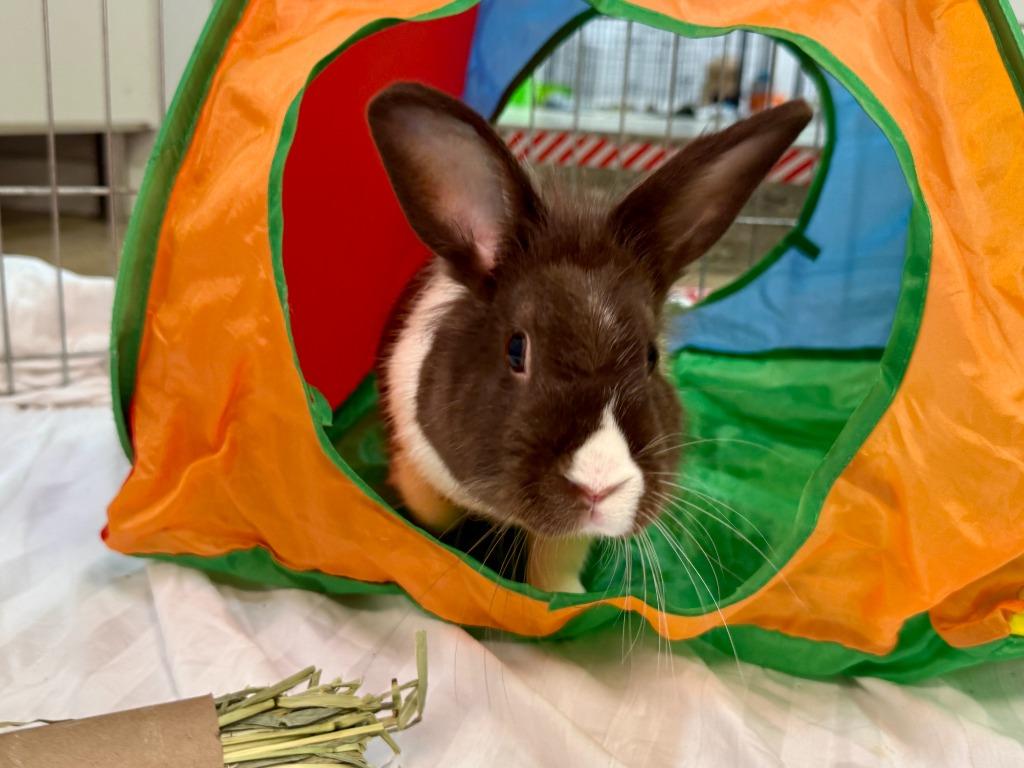 Delia, a Adoptable American in Pflugerville, TX image 3/6