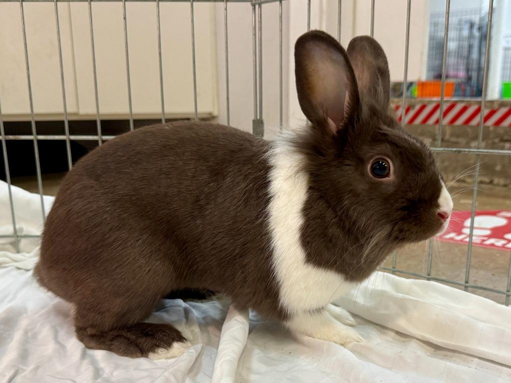 Delia, a Adoptable American in Pflugerville, TX image 4/6