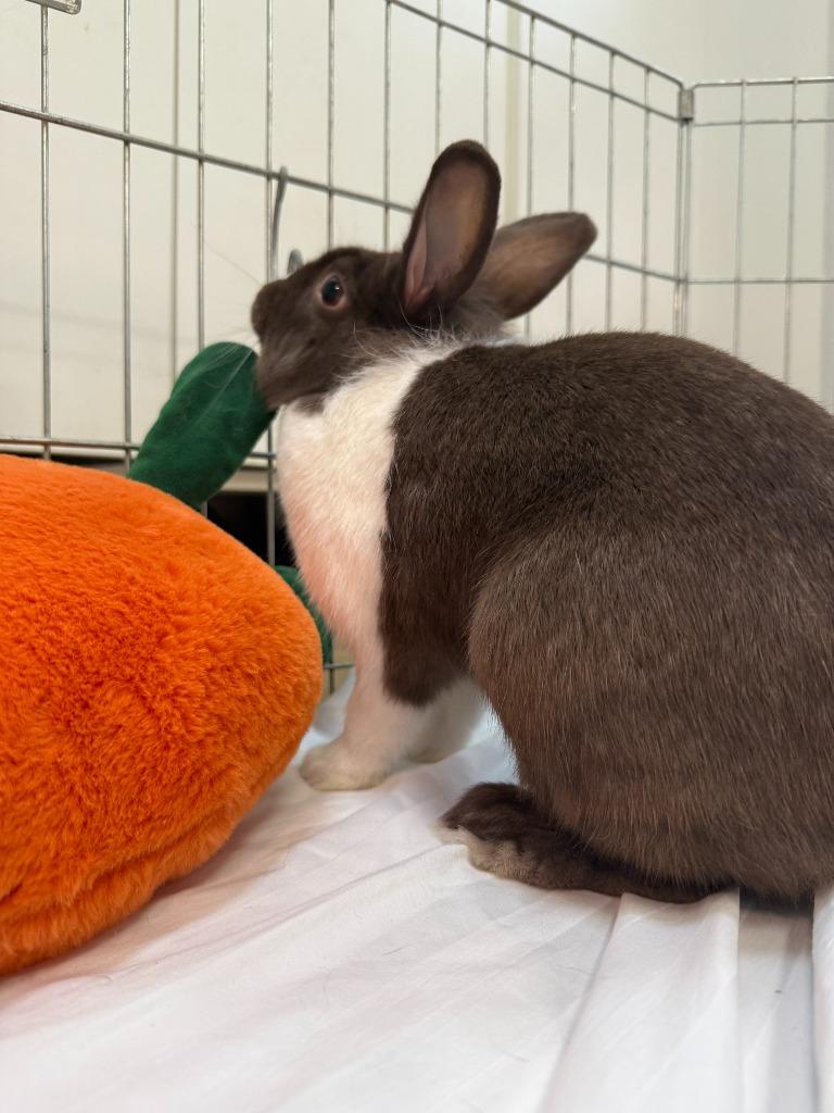 Delia, a Adoptable American in Pflugerville, TX image 5/6