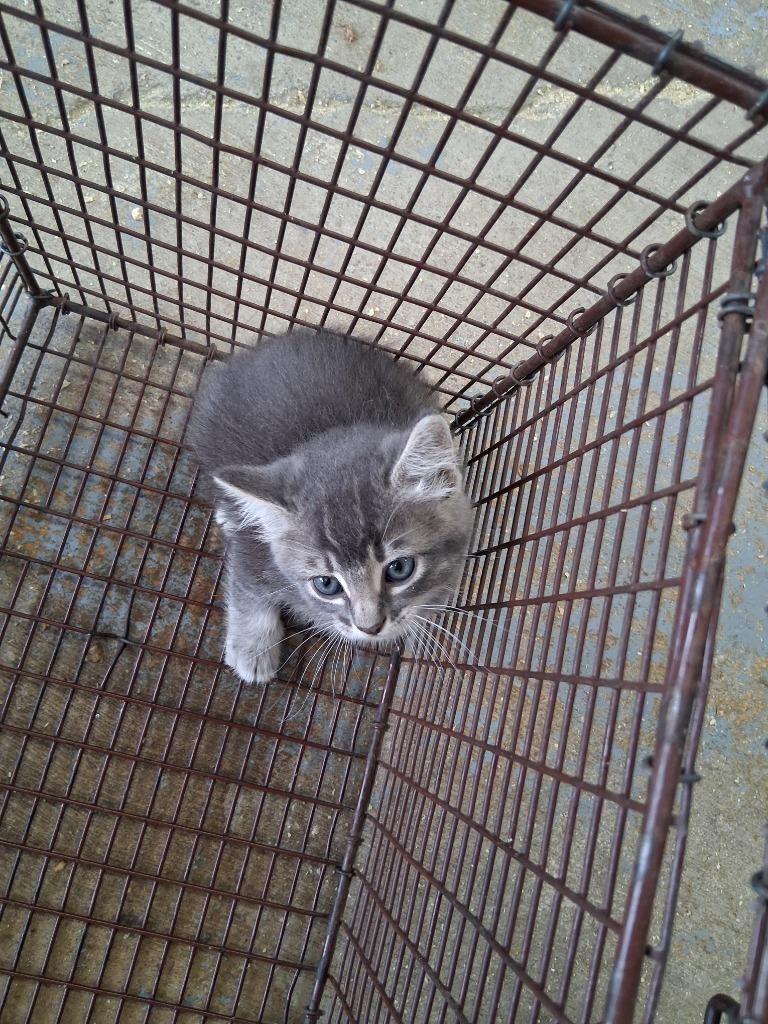 Ezio Auditore da Firenze, Adoptable, Kitten Male Domestic Short Hair.
