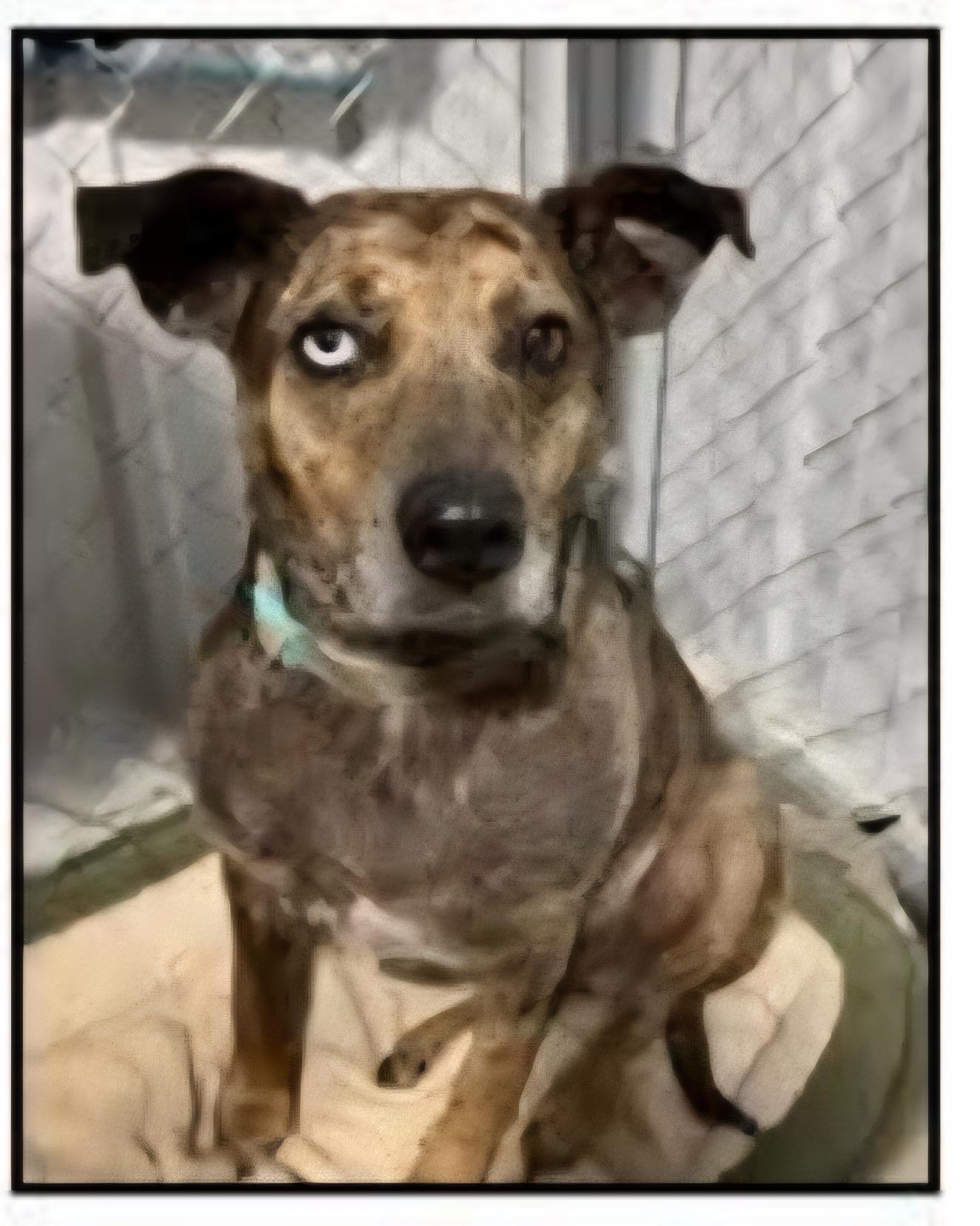 Enlarge Rosanna, a Adoptable Mountain Cur in Le Mars, IA image 2/3