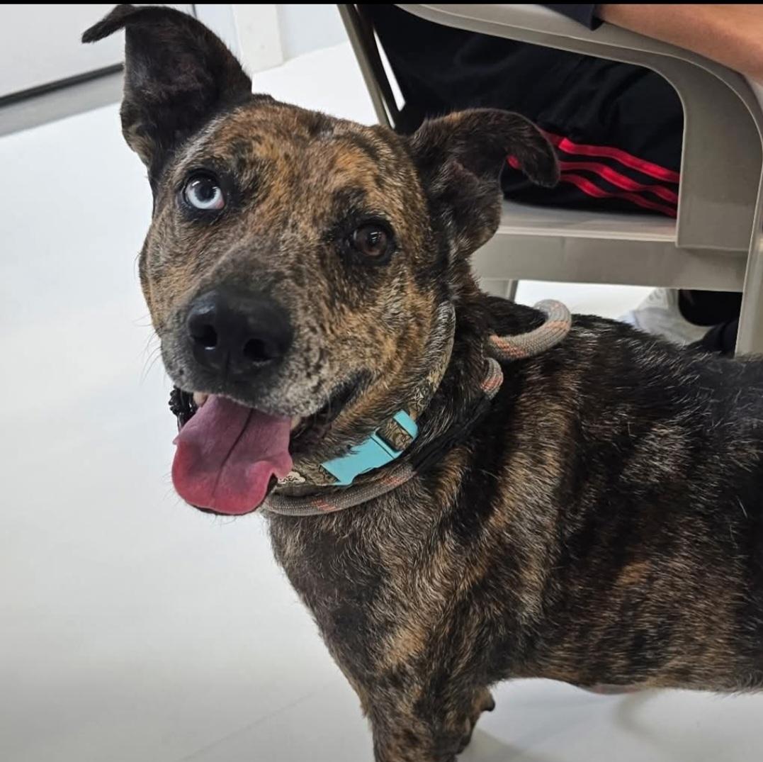 Enlarge Rosanna, a Adoptable Mountain Cur in Le Mars, IA image 1/3