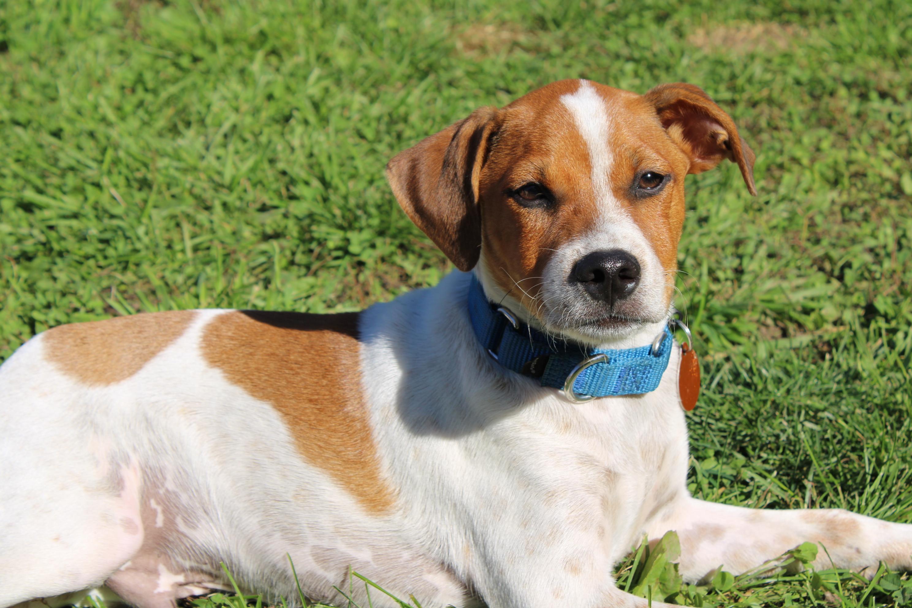 Enlarge Logan, a Adoptable mixed breed in Waukesha , WI image 2/3