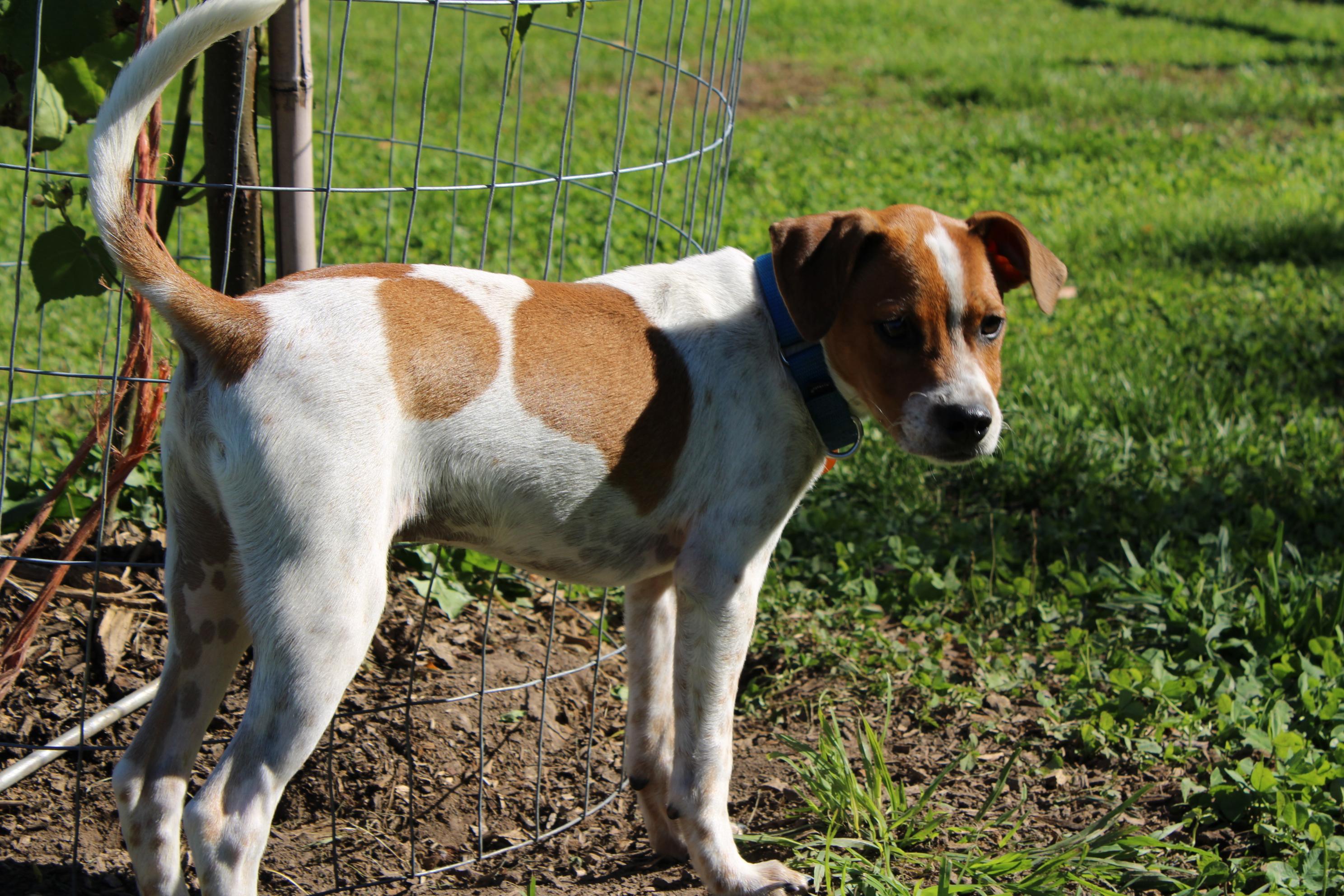 Enlarge Logan, a Adoptable mixed breed in Waukesha , WI image 3/3
