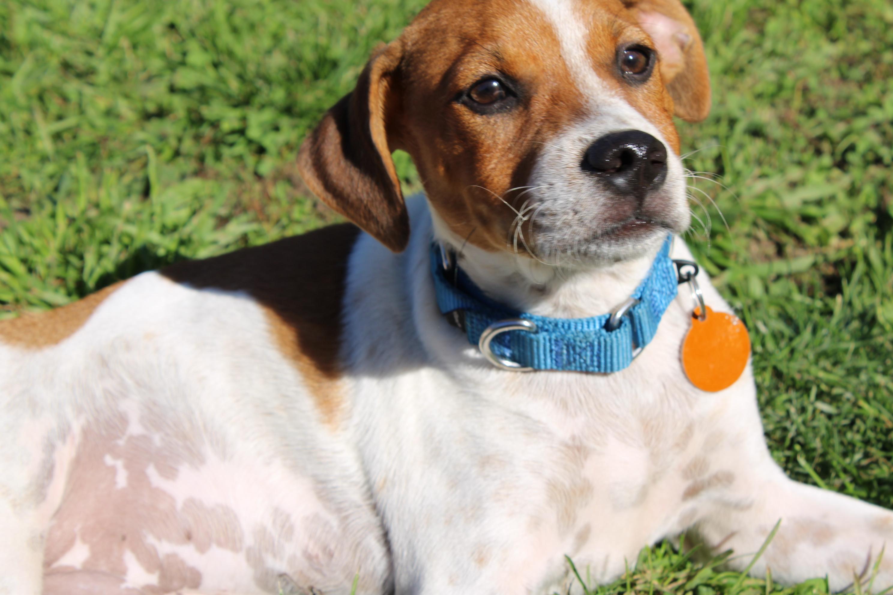 Enlarge Logan, a Adoptable mixed breed in Waukesha , WI image 1/3