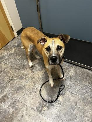 Ortho, adopted, Young Male Mixed Breed.