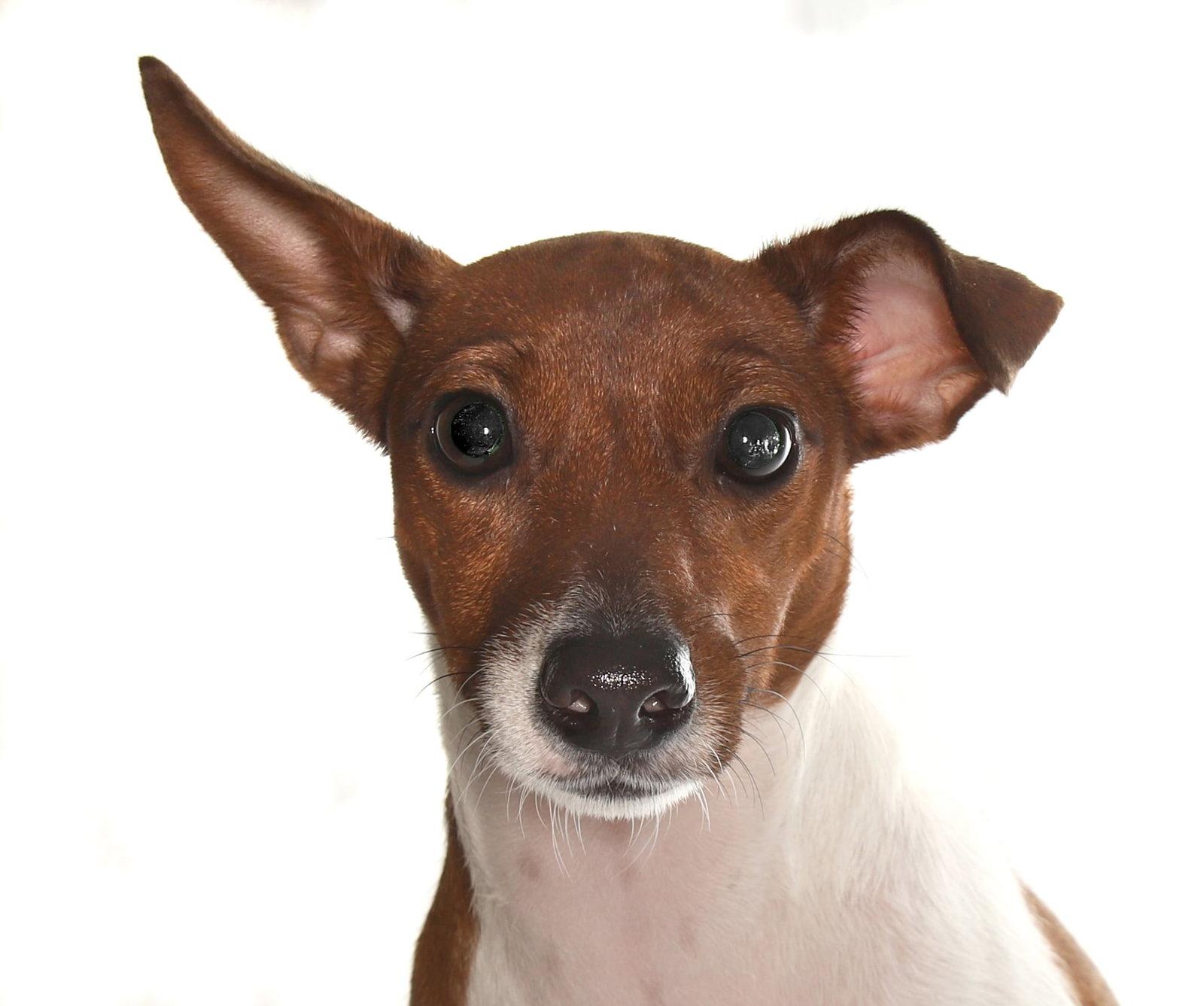 Kendra, Adopted, Adult Female Jack Russell Terrier.