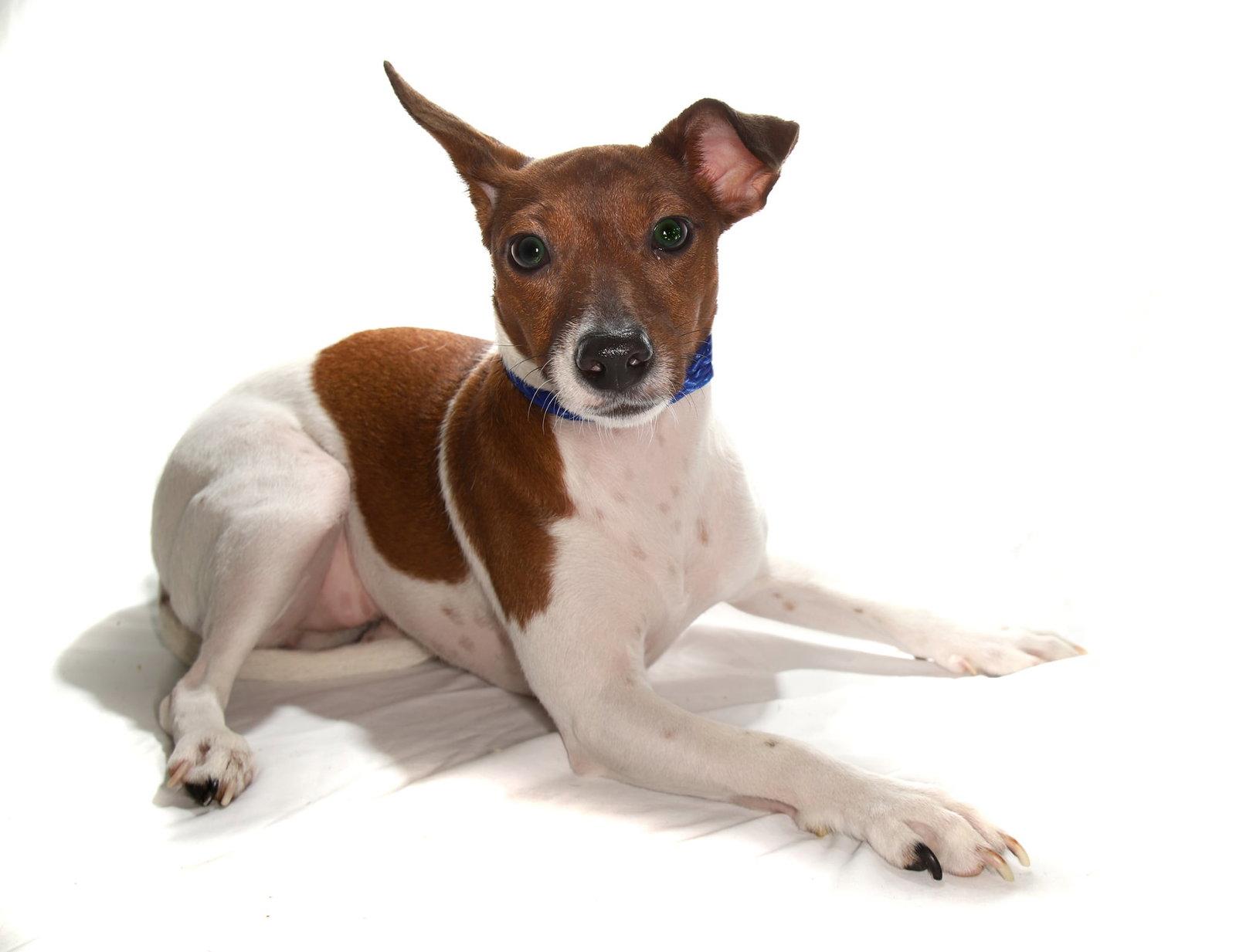 Enlarge Kendra, a Adopted Jack Russell Terrier in Oakland Park, FL image 2/2