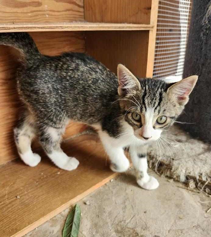 Cat for adoption Girl, a Domestic Short Hair in Chappell, NE Petfinder