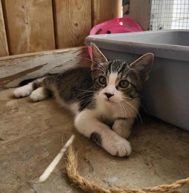 Cat for adoption Girl, a Domestic Short Hair in Chappell, NE Petfinder