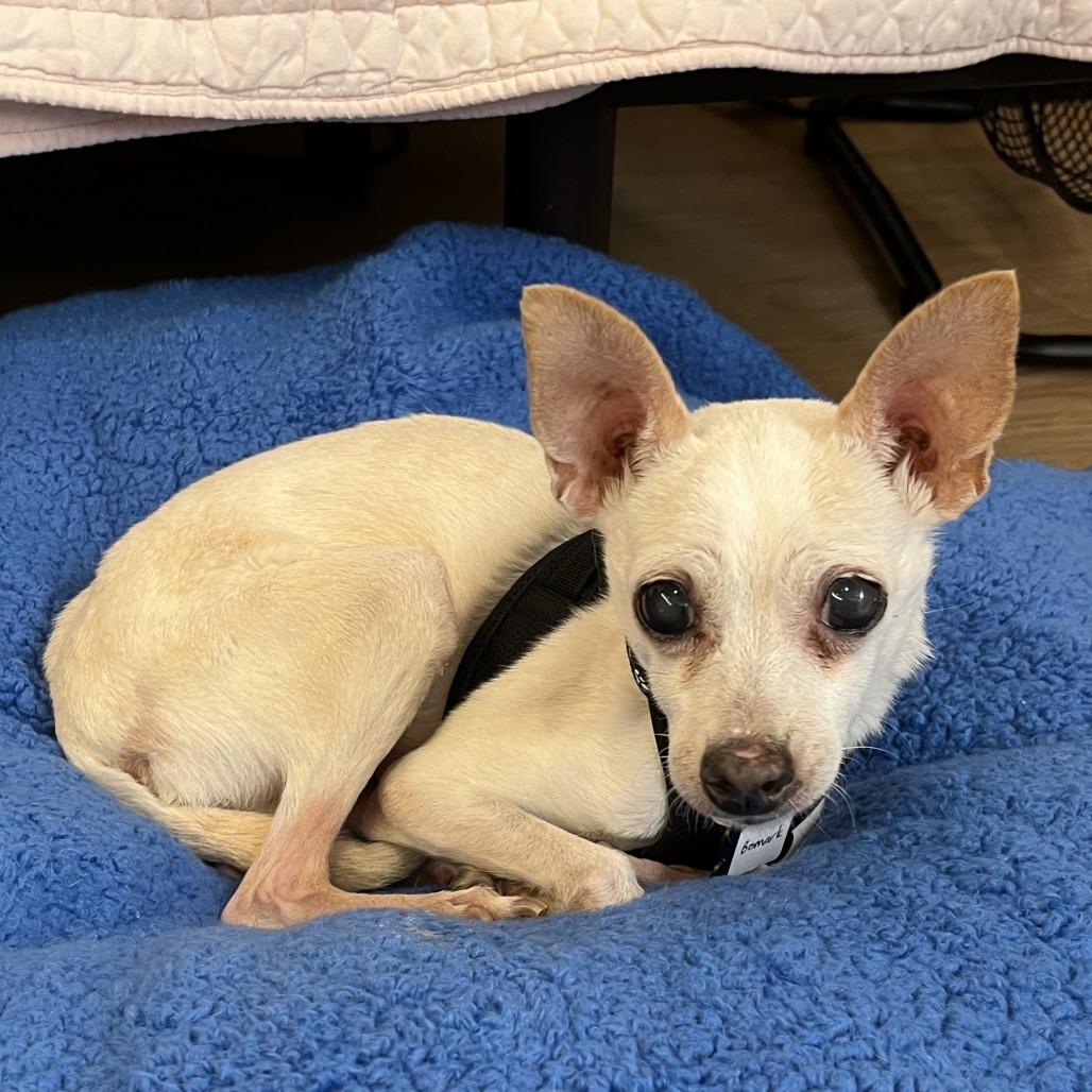 Enlarge Bismark 13677, a Adoptable Chihuahua in San Francisco, CA image 1/6