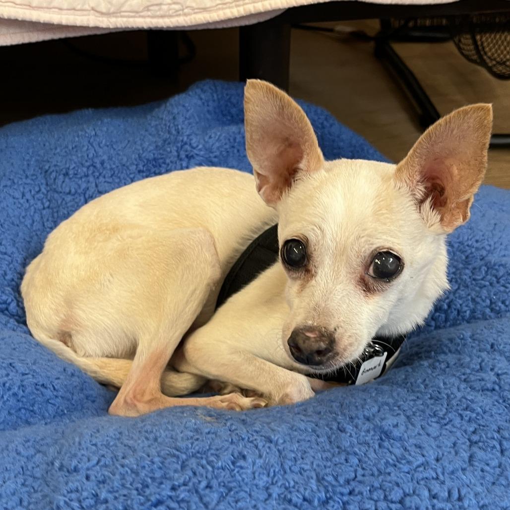 Enlarge Bismark 13677, a Adoptable Chihuahua in San Francisco, CA image 2/6