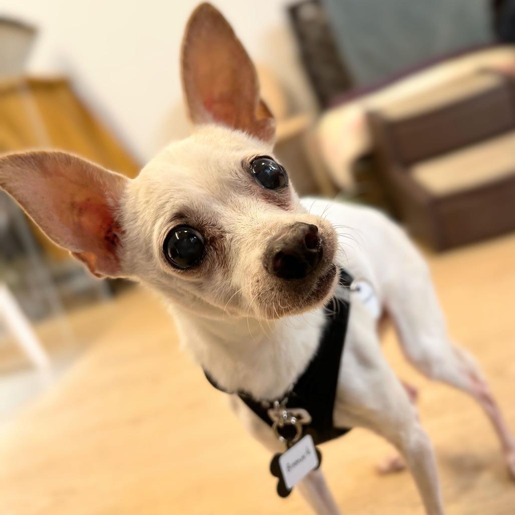 Enlarge Bismark 13677, a Adoptable Chihuahua in San Francisco, CA image 3/6