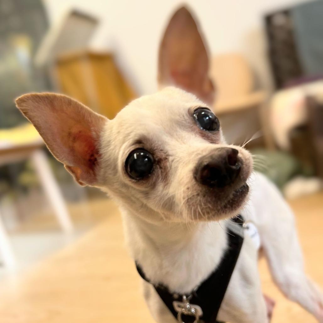 Enlarge Bismark 13677, a Adoptable Chihuahua in San Francisco, CA image 4/6